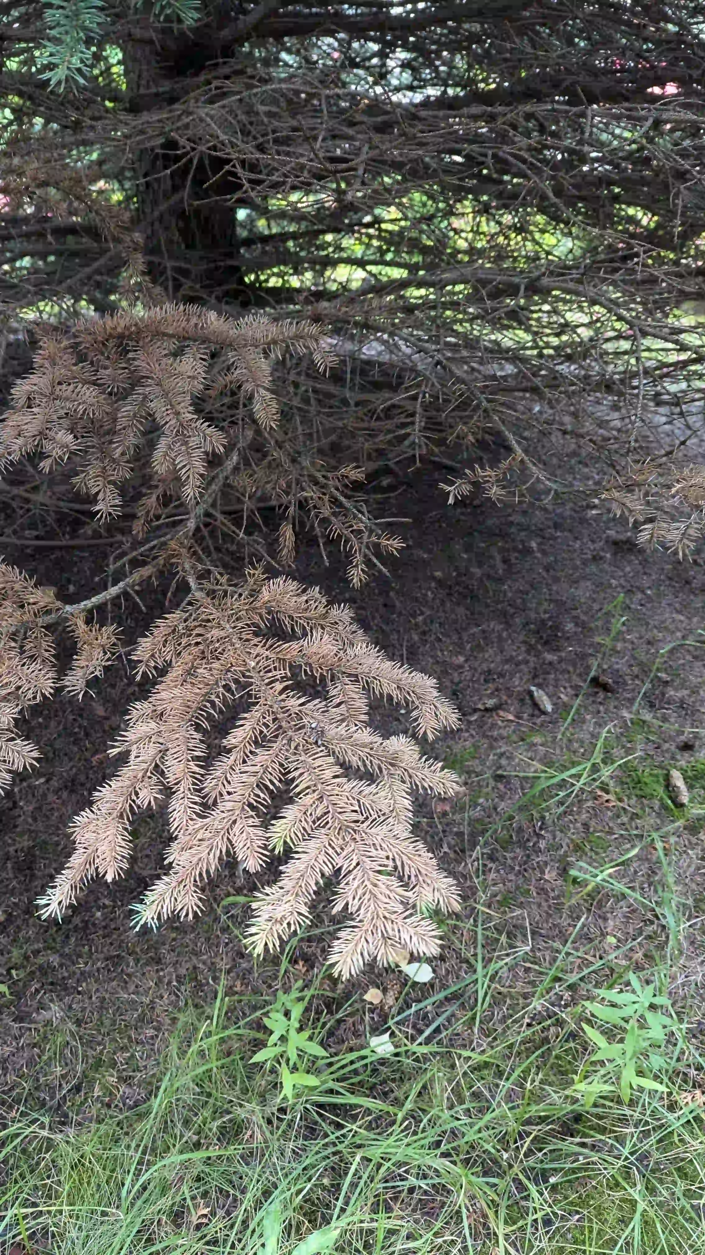 Болезни нижнего яруса в г. Лобня
