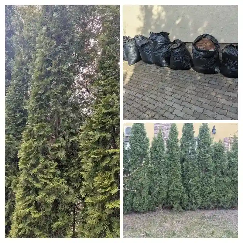 Восстановление туй в г. Лобня